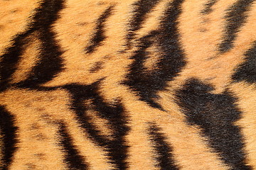 Image showing details on real tiger fur