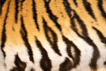 Image showing natural pattern of tiger fur