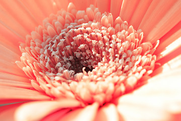 Image showing Pink gerbera close-up