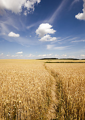 Image showing footpath in the field  