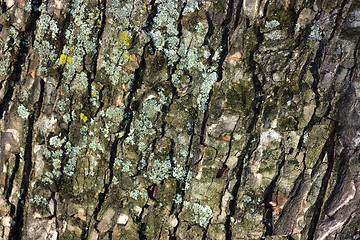 Image showing Tree bark close-up