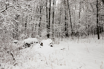 Image showing winter trees . season.