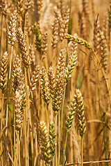 Image showing cereals  rye ears 