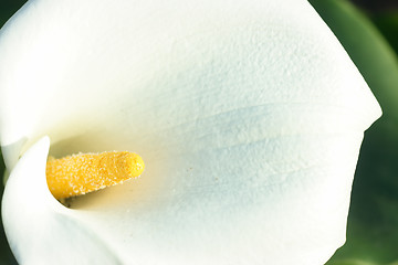 Image showing White calla close-up