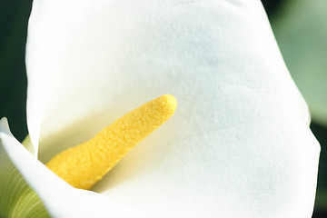 Image showing White calla close-up