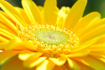 Image showing Yellow gerbera close-up