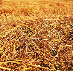 Image showing closeup straw on field