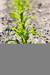 Image showing corn field. close-up  