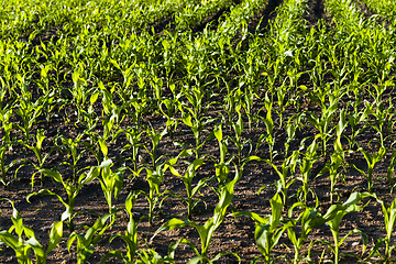 Image showing corn sprouts . close up