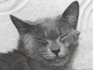 Image showing Gray British cat with closed eyes