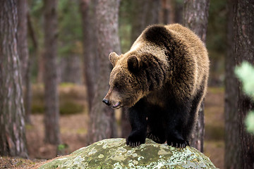 Image showing brown bear (Ursus arctos) in winter forest