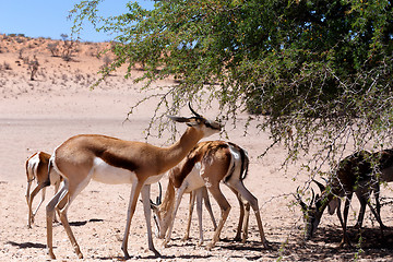 Image showing Springbok Antidorcas marsupialis in Kgalagadi