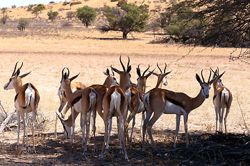 Image showing Springbok Antidorcas marsupialis in Kgalagadi