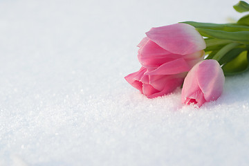 Image showing Spring card with tulips in the snow