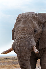 Image showing big african elephants in Etosha 