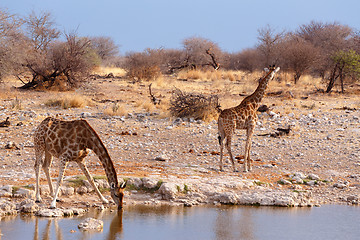 Image showing Giraffa camelopardalis near waterhole