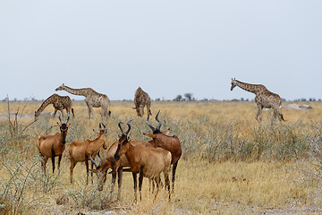 Image showing A Tsessebe (Damaliscus lunatus)