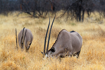 Image showing grazing Gemsbok, Oryx gazella