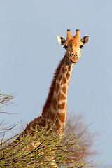 Image showing Giraffa camelopardalis near waterhole