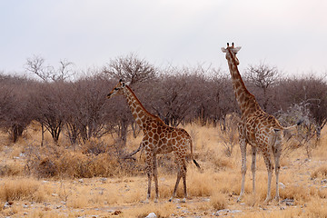 Image showing Giraffa camelopardalis near waterhole