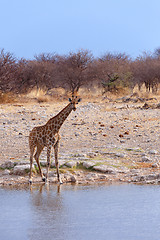 Image showing Giraffa camelopardalis near waterhole