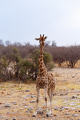 Image showing Giraffa camelopardalis near waterhole