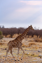 Image showing Giraffa camelopardalis near waterhole