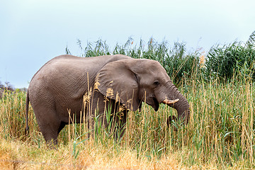 Image showing big african elephants in Etosha 