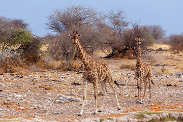 Image showing Giraffa camelopardalis near waterhole