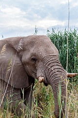 Image showing big african elephants in Etosha