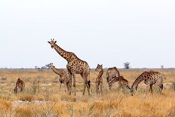 Image showing heard of Giraffa camelopardalis