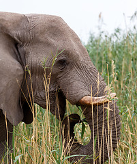 Image showing big african elephants in Etosha 