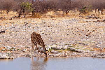 Image showing Giraffa camelopardalis near waterhole