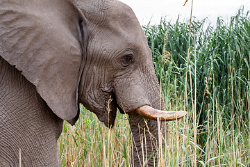 Image showing big african elephants in Etosha 