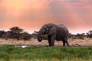 Image showing big african elephants in Etosha 