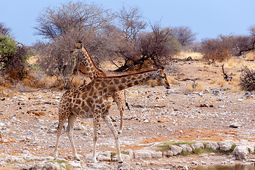 Image showing Giraffa camelopardalis near waterhole