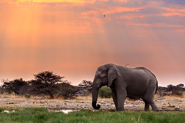 Image showing big african elephants in Etosha 