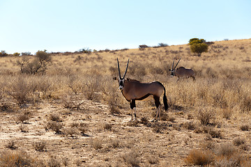 Image showing Gemsbok, Oryx gazella