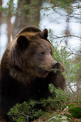 Image showing brown bear (Ursus arctos) in winter forest