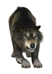 Image showing Wild Wolf on White