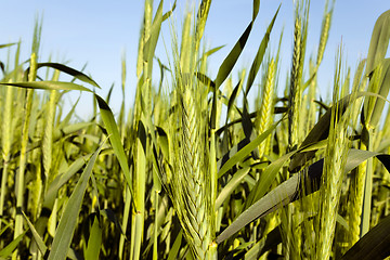 Image showing green cereals . spring