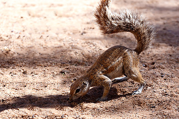 Image showing South African ground squirrel Xerus inauris