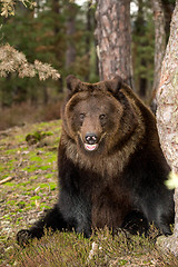 Image showing brown bear (Ursus arctos) in winter forest