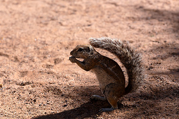 Image showing South African ground squirrel Xerus inauris