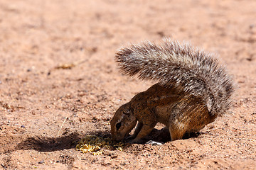 Image showing South African ground squirrel Xerus inauris