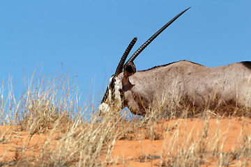 Image showing Gemsbok, Oryx gazella