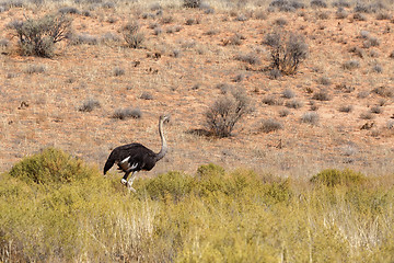 Image showing Ostrich Struthio camelus, in Kgalagadi, South Africa