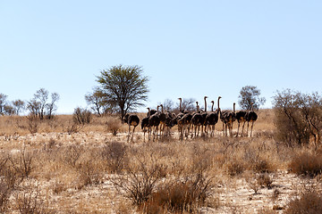 Image showing Ostrich Struthio camelus, in Kgalagadi, South Africa