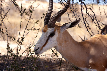 Image showing Springbok Antidorcas marsupialis in Kgalagadi