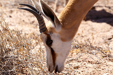 Image showing Springbok Antidorcas marsupialis in Kgalagadi